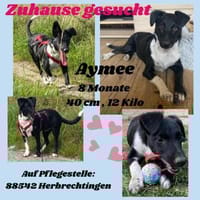 Die liebe❤Aymee❤sucht ihre Menschen, Hündin zur Adoption