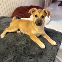 Aron sucht ein Zuhause, Hund zur Adoption