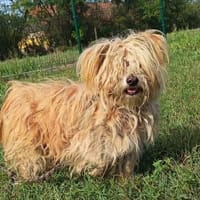 Liebenswerter Pami sucht Familie, Hund zur Adoption