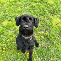 Iwoo, Riesenschnauzer (geb. 02/2021), Hund zur Adoption