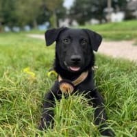 Johnny wartet auf dich, Hund zur Adoption