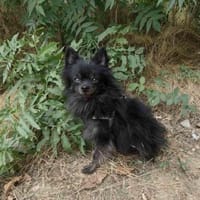 Pomeranien Bobby sucht ein Zuhause, Hund zur Adoption