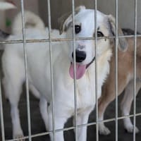 Der lustige Ricky  : Zuhause gesucht ❗, Hund zur Adoption