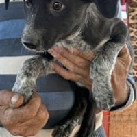 Sinja will an deiner Seite wachsen 82284, Hündin zur Adoption