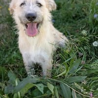 Menschen liebende Petra  sucht Euch!, Hündin zur Adoption