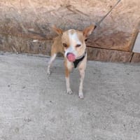 Bimbo ein tolles Kerlchen, Hund zur Adoption