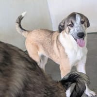 Robbie mit seinen Sommersprossen 🫶🏻, Hund zur Adoption