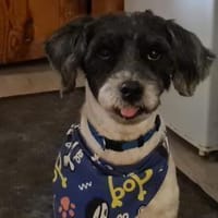 Bezaubernder kleiner Fritzi sucht ...., Hund zur Adoption