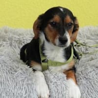 Rinello sucht für immer zu Hause..., Hund zur Adoption