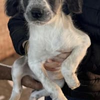 Kurti sucht Dich / 82284, Hund zur Adoption