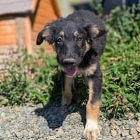 Pipin wartet auf sein Ausreise Ticket!, Hund zur Adoption