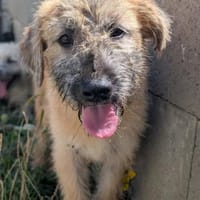 Pipo  möchte raus in ein echtes Leben!, Hund zur Adoption