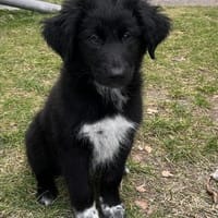 Einfach nur Zucker, Hund zur Adoption