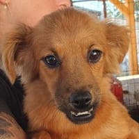 EMMA-zuckersüße Jung-Hündin,32 cm(w), Hündin zur Adoption