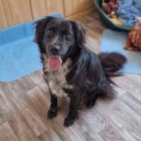 Freundl. NONO sucht liebe Familie, Hund zur Adoption