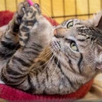 Junger Godo soll endlich zur Ruhe kommen, Kater zur Adoption