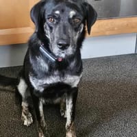 Sonia - liebevolles,lustiges Mädel, Hündin zur Adoption