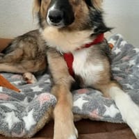 Bernie sucht ein Zuhause, Hund zur Adoption