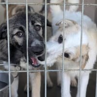 Kuschelmaus Ruby  sucht Euch!, Hündin zur Adoption