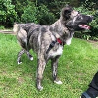 Liebe Frances sucht, Hündin zur Adoption