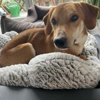 Neugieriger Mirko Junghund sucht Zuhause, Hund zur Adoption