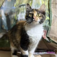 Marlie, Katze zur Adoption