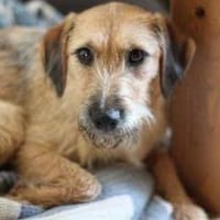 Penny  Kleine Pfoten, großes Glück, Hündin zur Adoption