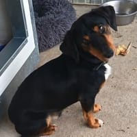 Liebenswerter Soma sucht euch, Hund zur Adoption