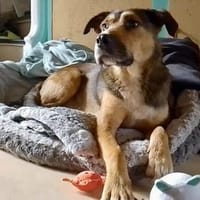 Sky - ist verträglich mit Hund & Katze, Hund zur Adoption