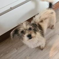 Sarita- Bezaubernde Wuscheline sucht .., Hündin zur Adoption