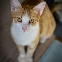 Marco  verspielter Jungkater sucht!, Kater zur Adoption