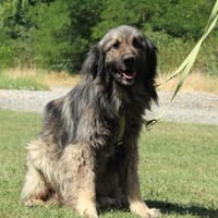 Gino sucht sein Glück ..., Hund zur Adoption