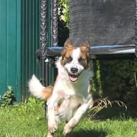 Oskar möchte endlich ankommen!, Hund zur Adoption