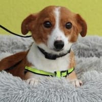 Arielle  Sanfte Hundeseele.., Hündin zur Adoption