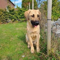 💙Titus💙sucht seine Familie, Hund zur Adoption