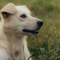 Wer schenkt Thano ein liebevolles Heim?, Hund zur Adoption