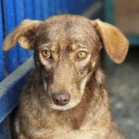 Rosca 46 cm 3 Jahre, Hündin zur Adoption