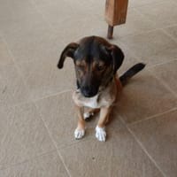 Klein-Ida sucht ihr Zuhause, Hündin zur Adoption