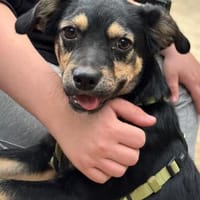 Selindo- sucht seine Herzensmenschen, Hund zur Adoption