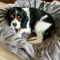 Lenny in 47877 Willich, Hund zur Adoption