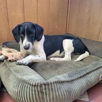 LIBY ein hübsches Hundemädchen, Hündin zur Adoption