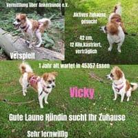 Vicky sucht ein neues Zuhause, Hündin zur Adoption