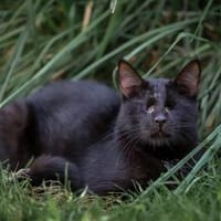 Bilnde abenteuerlustige Arya, Katze zur Adoption