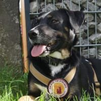 Freundliche Moira, Hündin zur Adoption