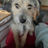 Birke ist so zierlich und bezaubernd!, Hündin zur Adoption