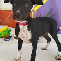 Selene träumt von einer Familie, Hündin zur Adoption
