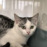 API, chatte à adopter