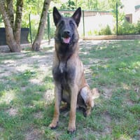 LOKI PAA22917, chien à adopter