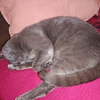 ROMEO PAB27778, chat à adopter