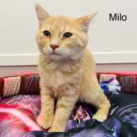 Milo, chat à adopter